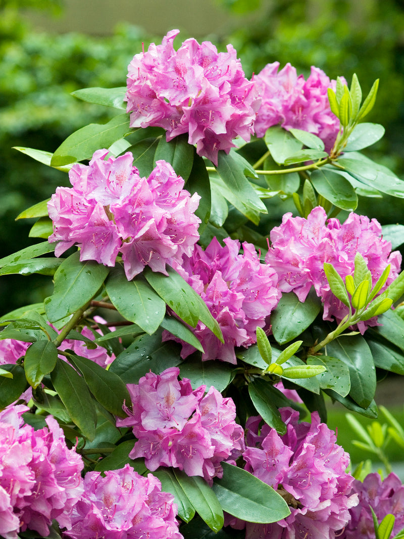 Rhododendron 'Roseum Elegans' x 6