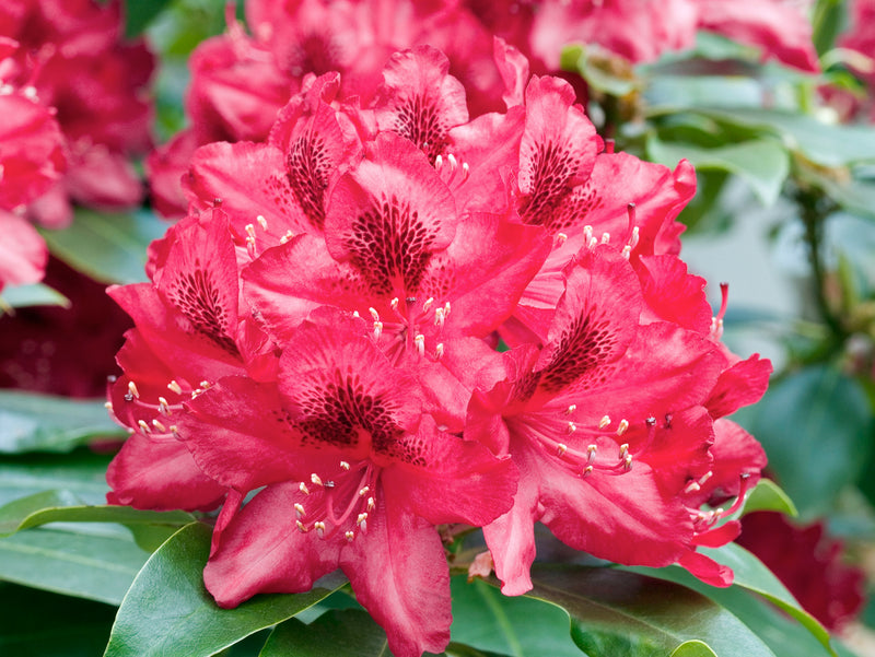Rhododendron 'Nova Zembla' x 3
