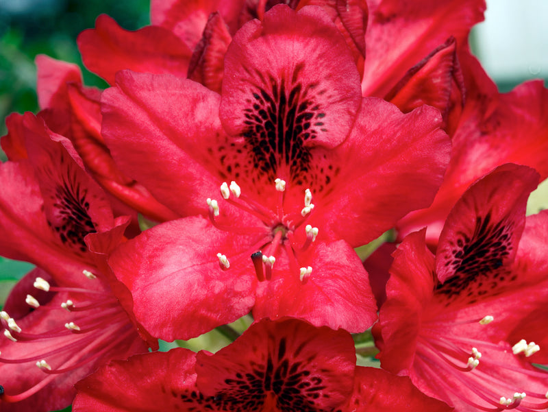Rhododendron 'Nova Zembla' x 3