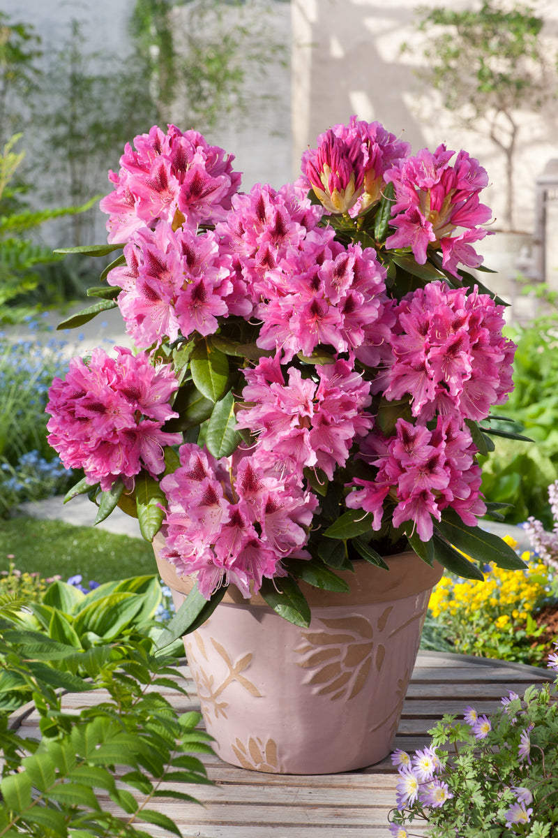 Rhododendron 'Cosmopolitan' x 3