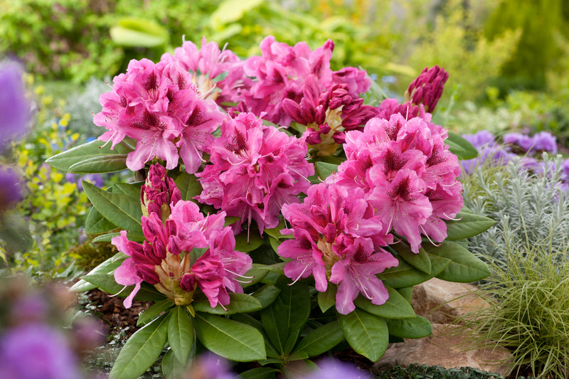 Rhododendron 'Cosmopolitan' x 6