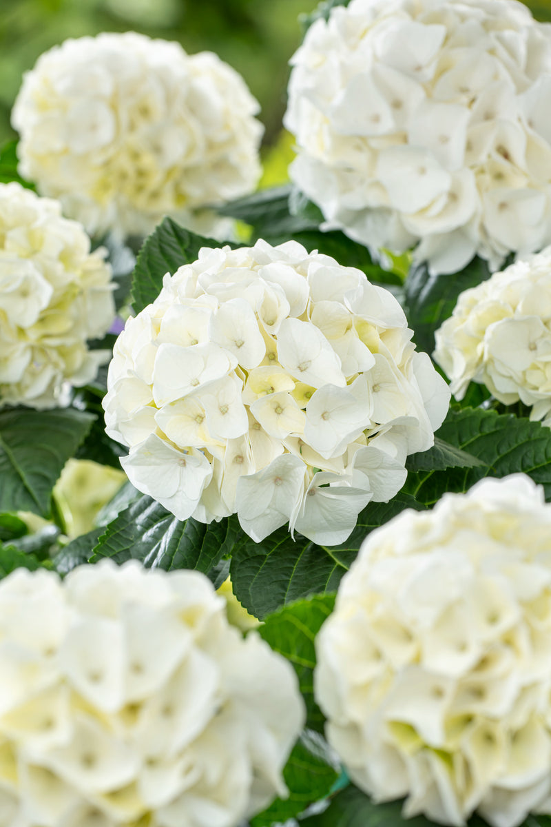 Hydrangea makrophylla hvid x 3