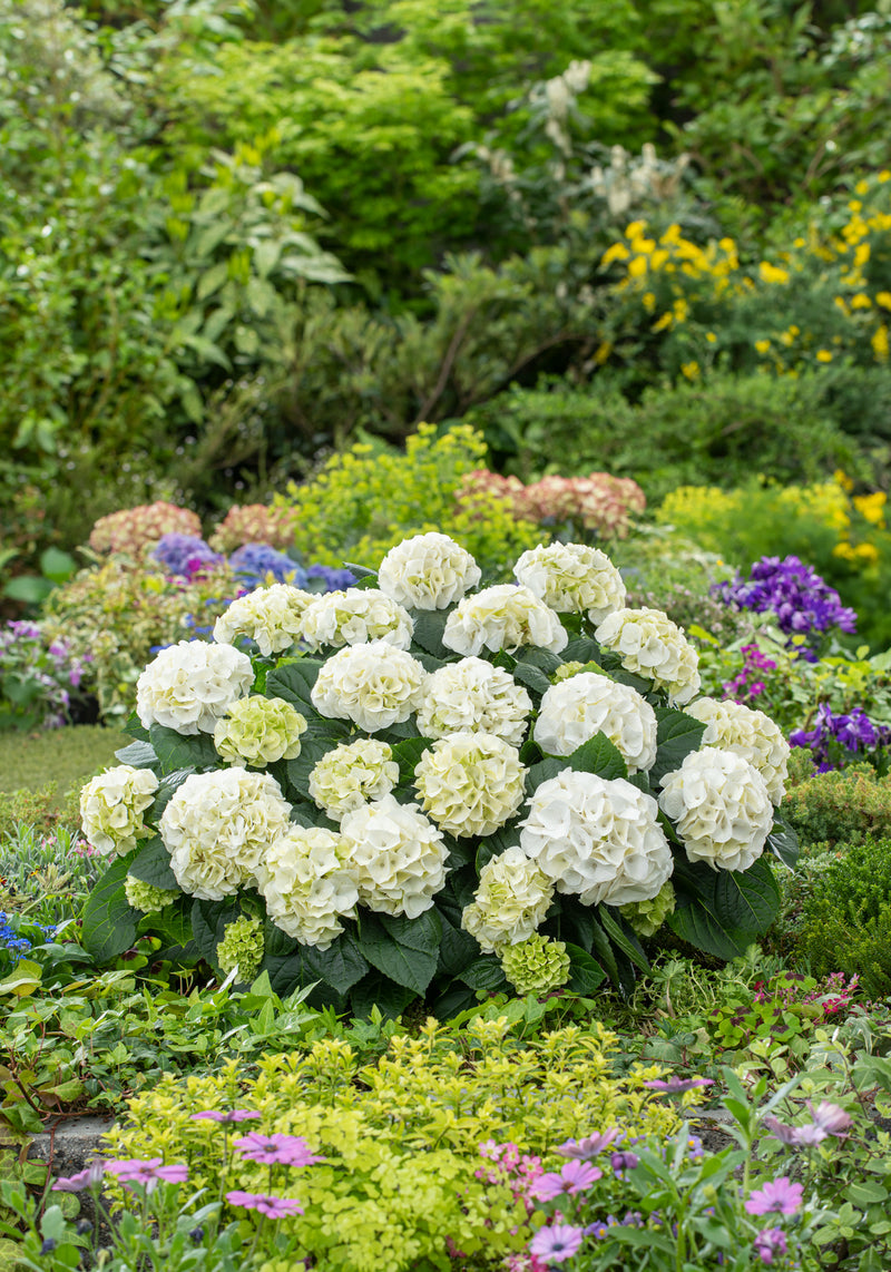 Hydrangea makrophylla hvid x 3