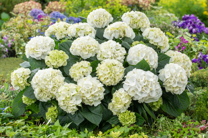 Hydrangea makrophylla hvid x 6