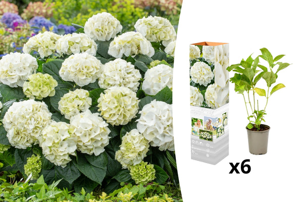 Hydrangea makrophylla hvid x 6