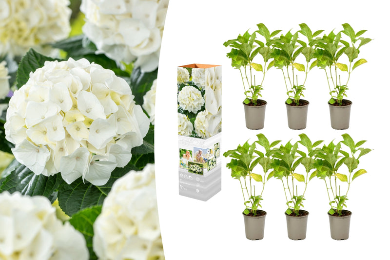 Hydrangea makrophylla hvid x 6