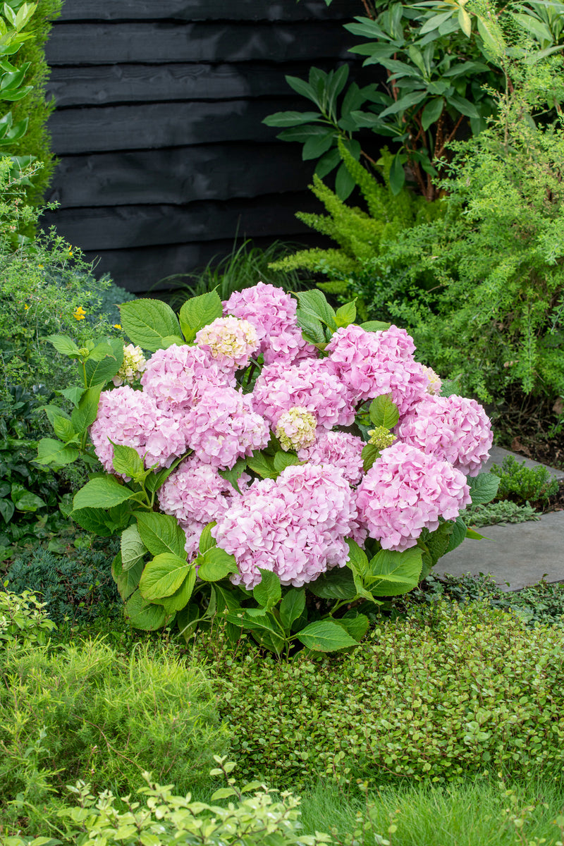 Hydrangea macrophylla Pink x 3