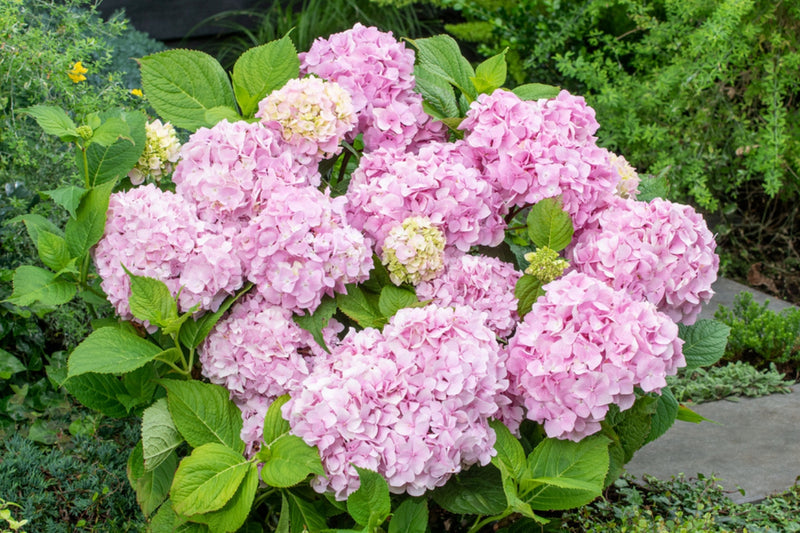 Hydrangea macrophylla Pink x 3