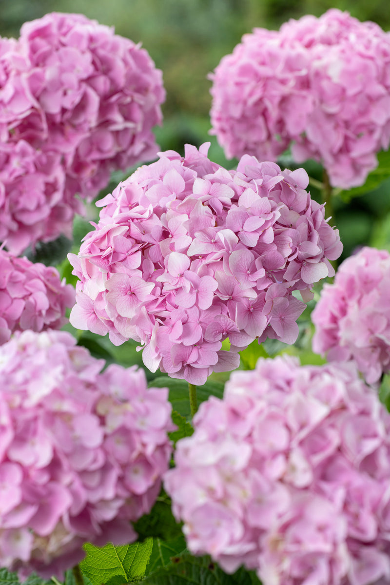 Hydrangea macrophylla Pink x 3