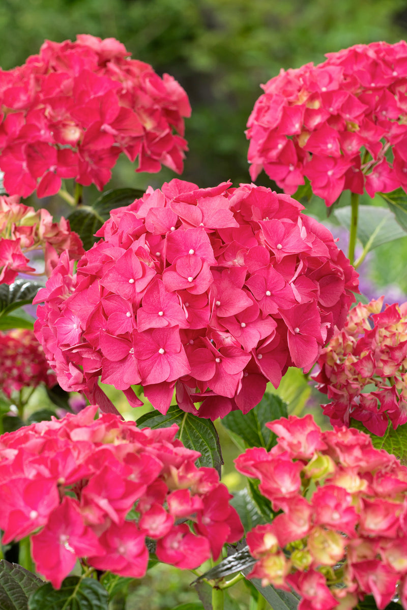 Hydrangea macrophylla rød x 3