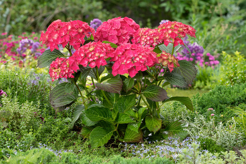 Hydrangea macrophylla rød x 3