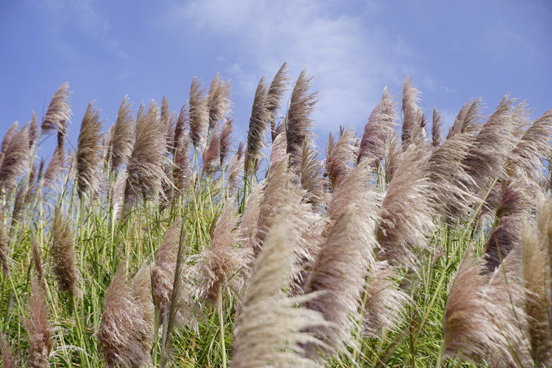 Pampas græs x 6 (lyserød)