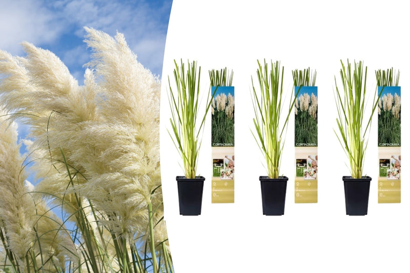 Pampas græs x 3 (hvid)