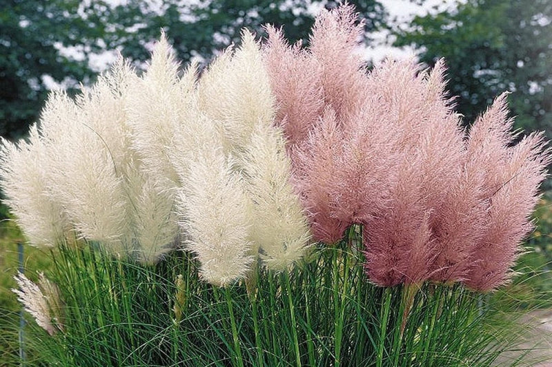 Pampas græs x 3 (lyserød)